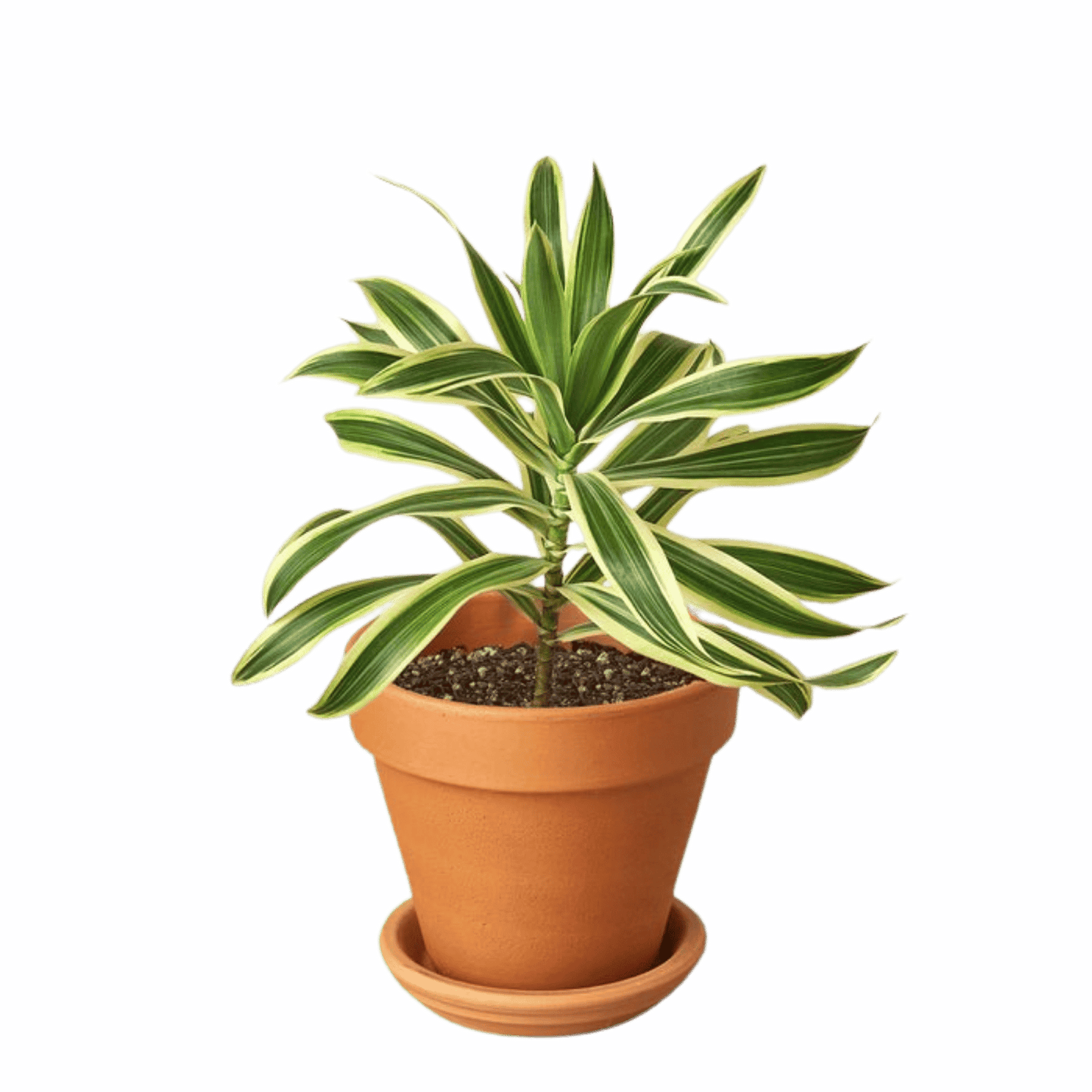 One 4" Pre-Potted Subscription Box - Monthly Greenery Delivered in Single 4" Planter Green Memento