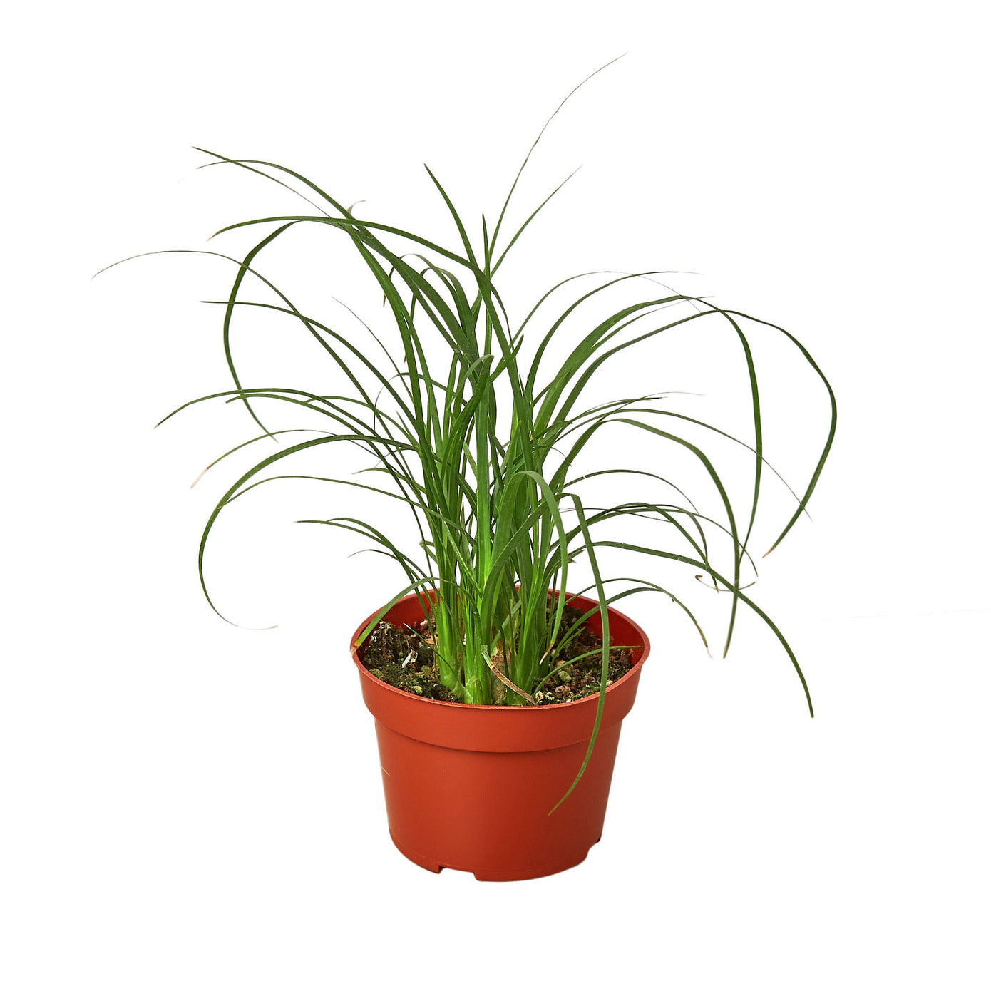 Versatile Palm Ponytail with Unique Elephant Foot Bottle Palm Design Green Memento