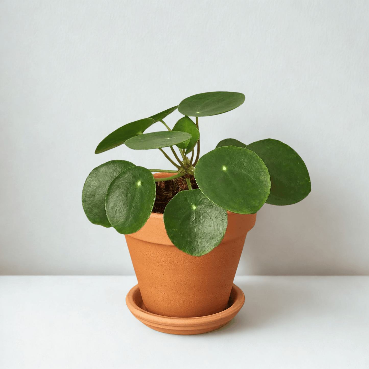 Pre-Potted Green Memento
