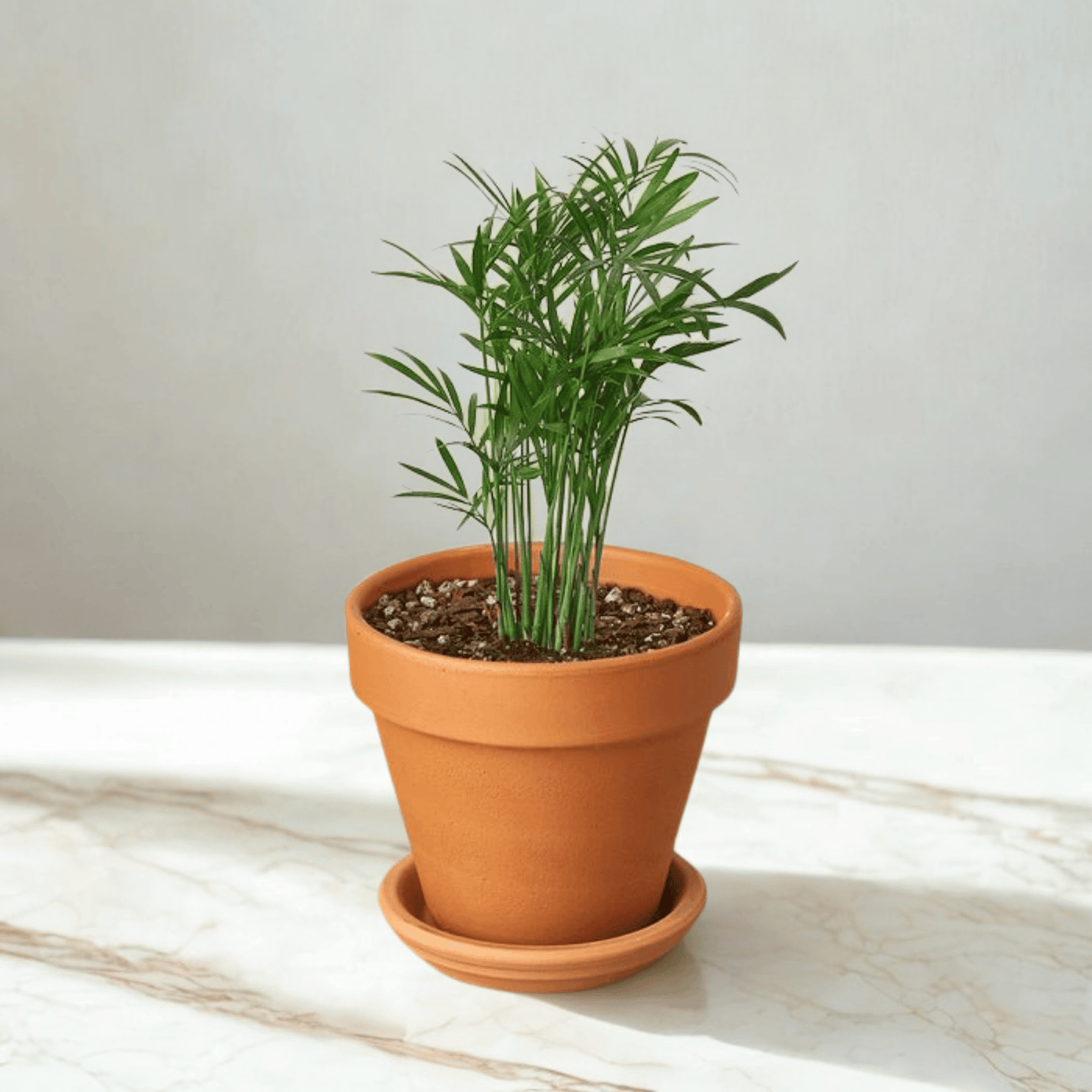 One 4" Pre-Potted Subscription Box - Monthly Greenery Delivered in Single 4" Planter Green Memento