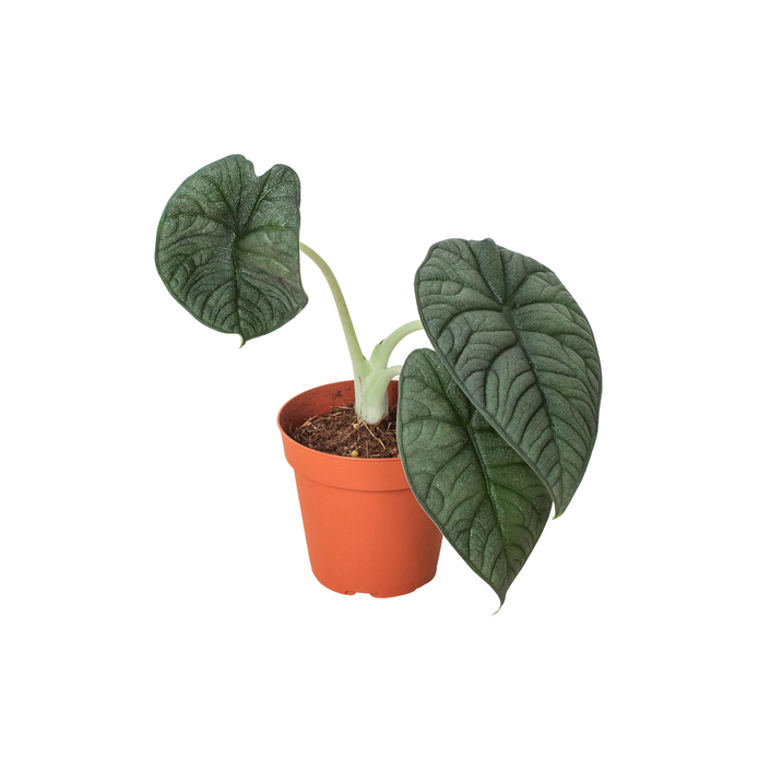 Exquisite Melo Elephant Ear - Striking Alocasia Melo for Unique Indoor Elegance Green Memento