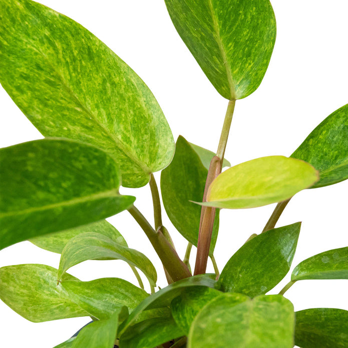 Philodendron - Painted Lady (Copy) Green Memento