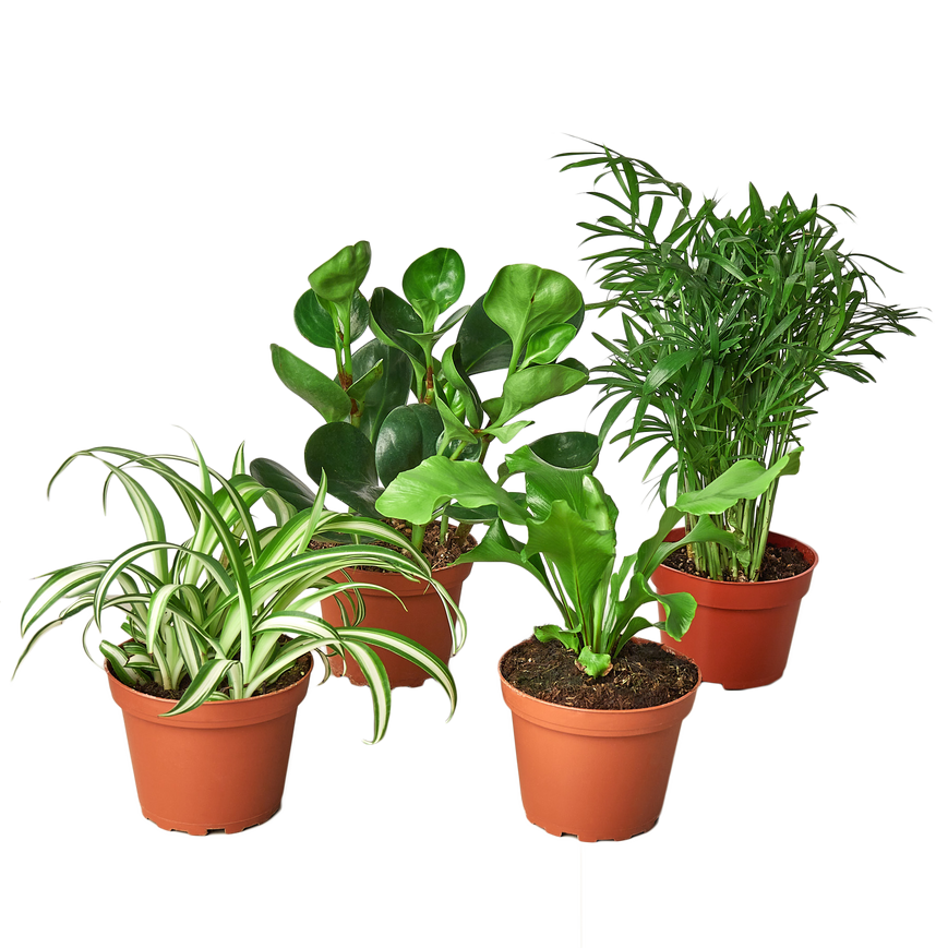 4" Pet Friendly Plant Bundle (Copy) Green Memento