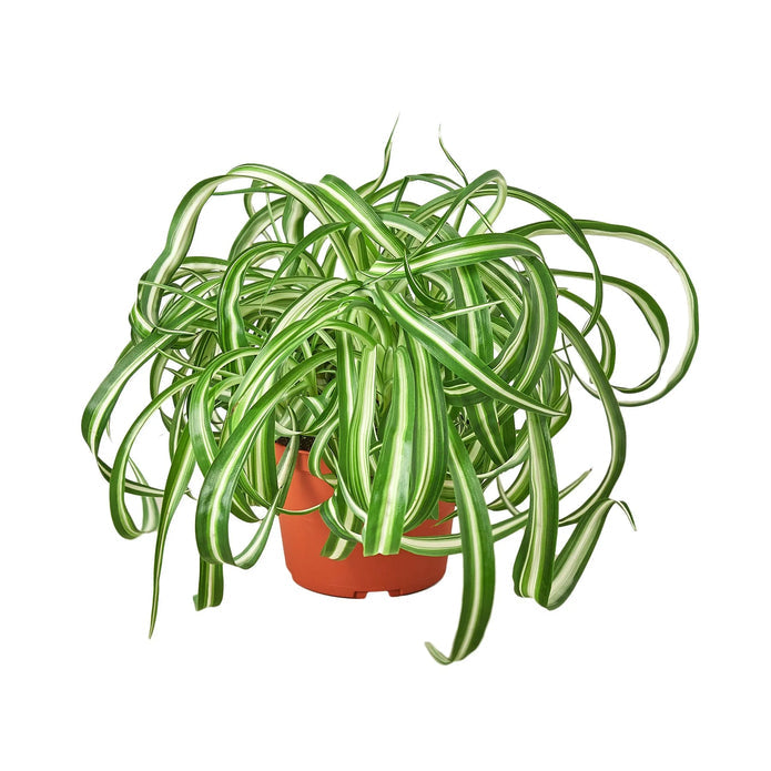Reverse Spider Plant Green Memento