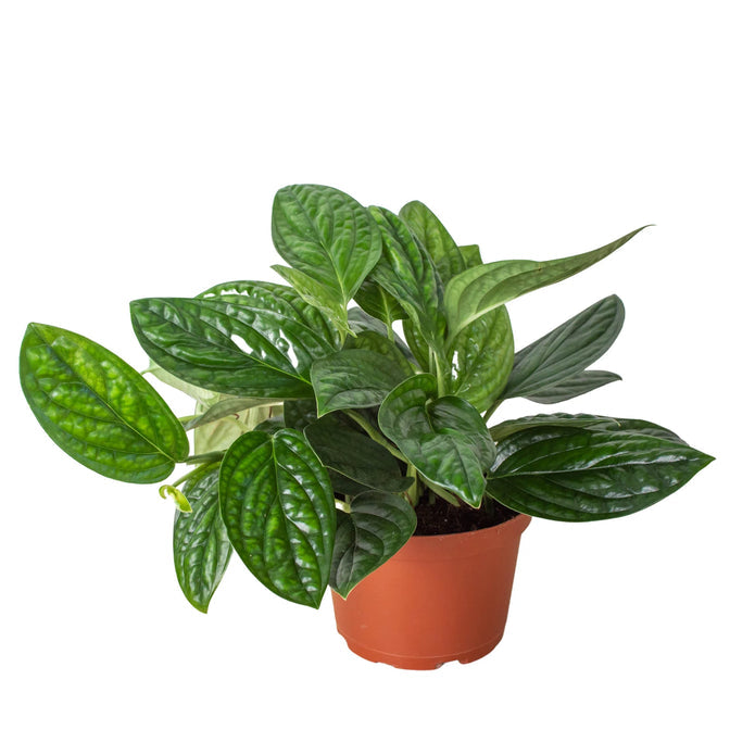 Monstera - Deliciosa Green Memento