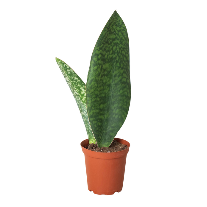 Begonia - Polka Dot Green Memento