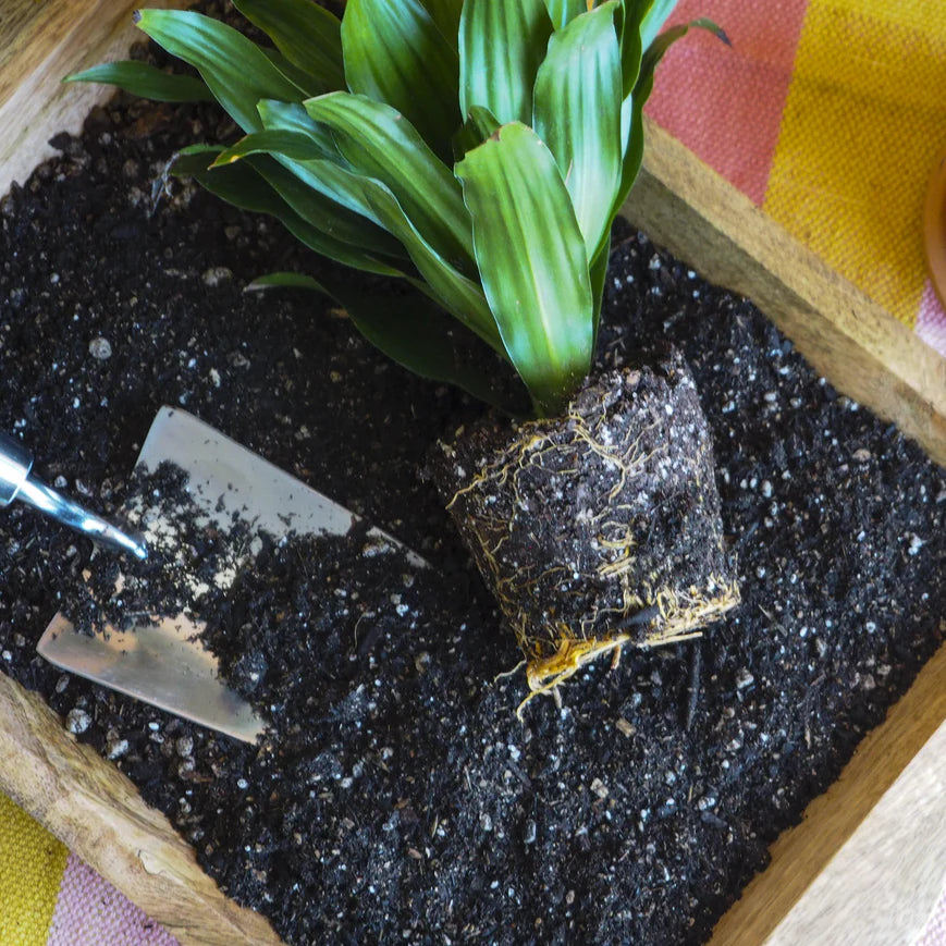 Ultimate Indoor Plant Potting Soil Puck for Vibrant Houseplants - Premium Soil Disc & Pellet Solution Green Memento