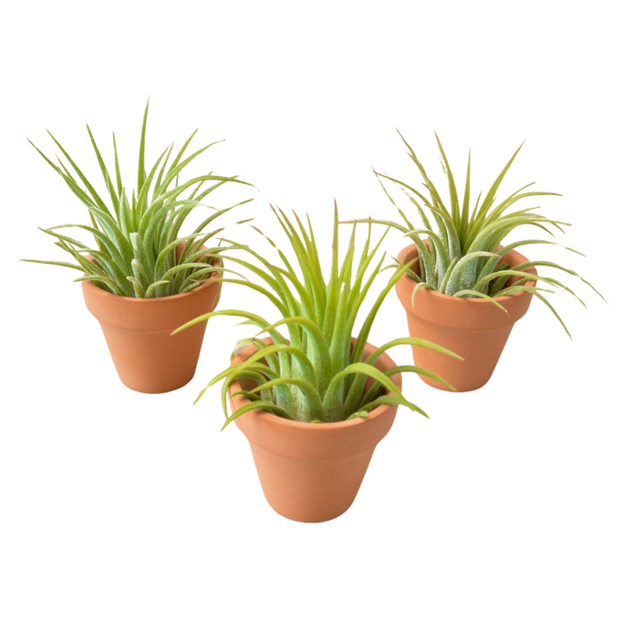 Hawaiian Spider Plant Green Memento