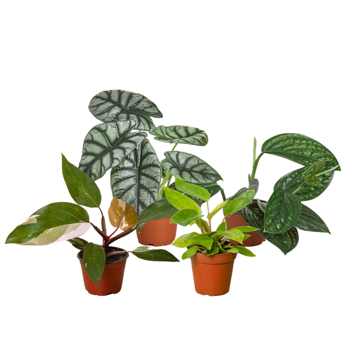 4" Air Purifying Plant Bundle (Copy) Green Memento