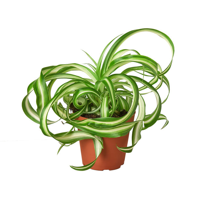 Reverse Spider Plant Green Memento