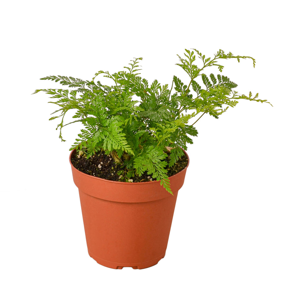 Fern - Rabbit's Foot Green Memento