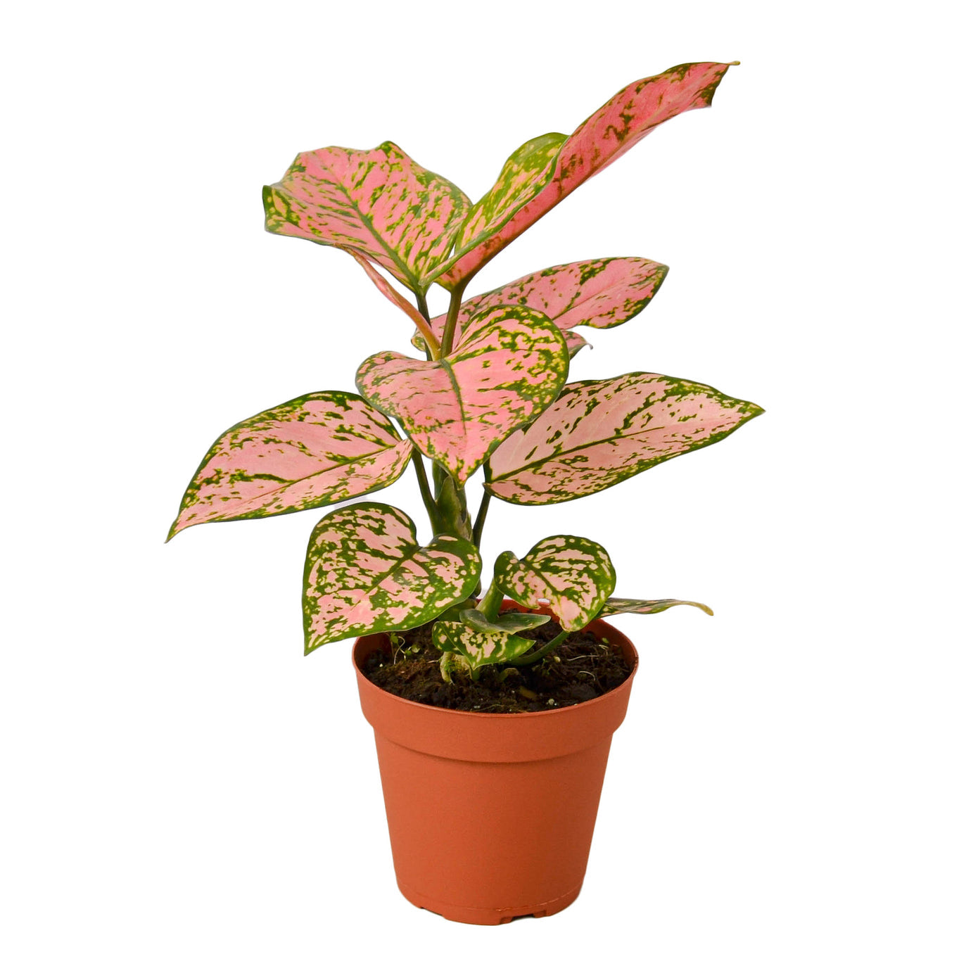 Chinese Evergreen - Lady Valentine Green Memento