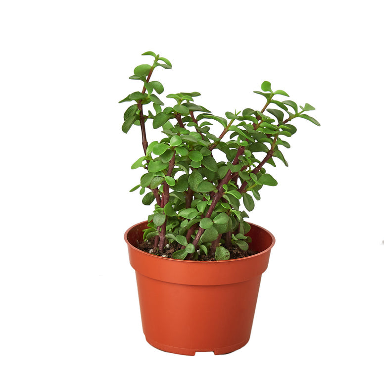 Succulent - Elephant Bush Green Memento