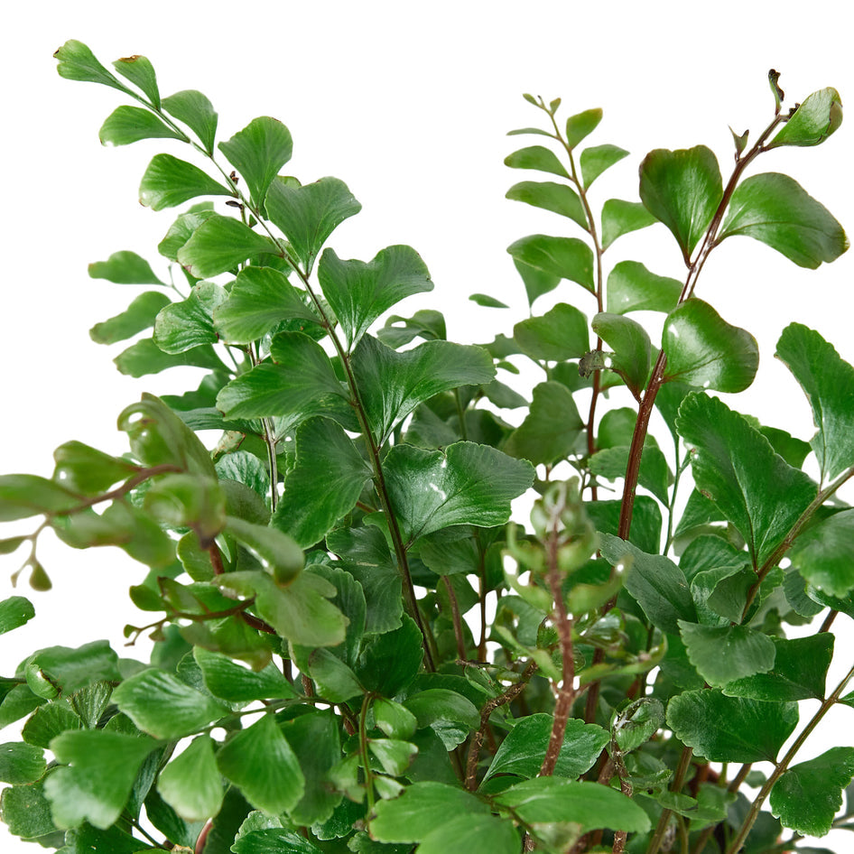 Fern - Mahogany Green Memento