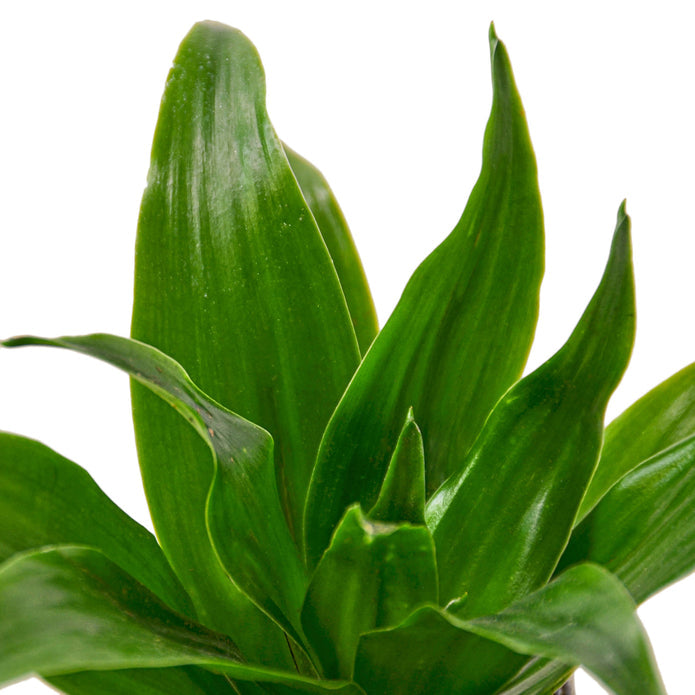 Dracaena Fragrans Janet Craig 3" - Compact Dragon Plant for Easy Indoor Elegance Green Memento