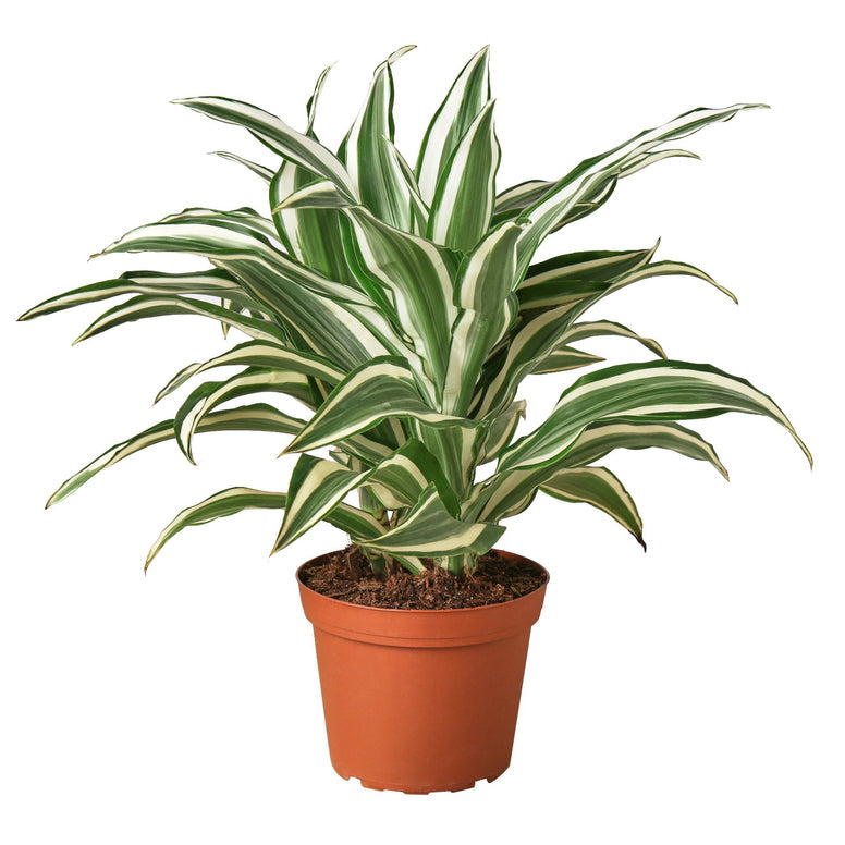 Dracaena -White Jewel Green Memento
