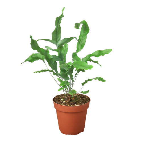 Fern - Blue Star Green Memento