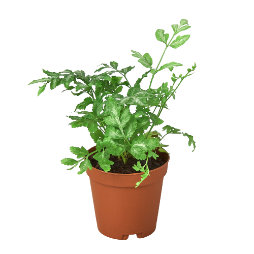 Fern - Silver Lace Green Memento