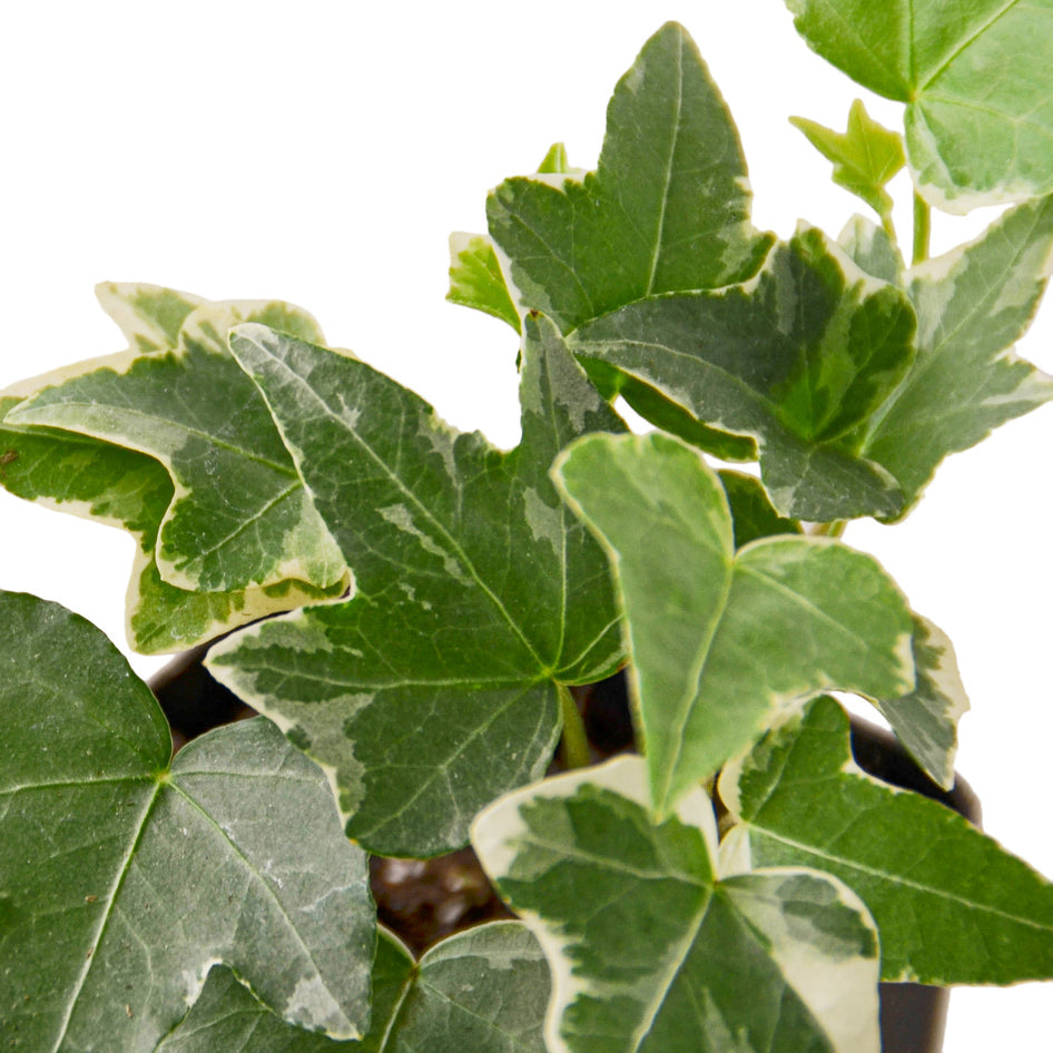English Ivy - Glacier Green Memento
