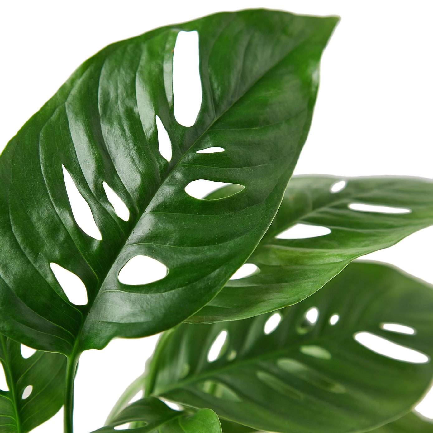 4" Monstera Plant Bundle (Copy) Green Memento