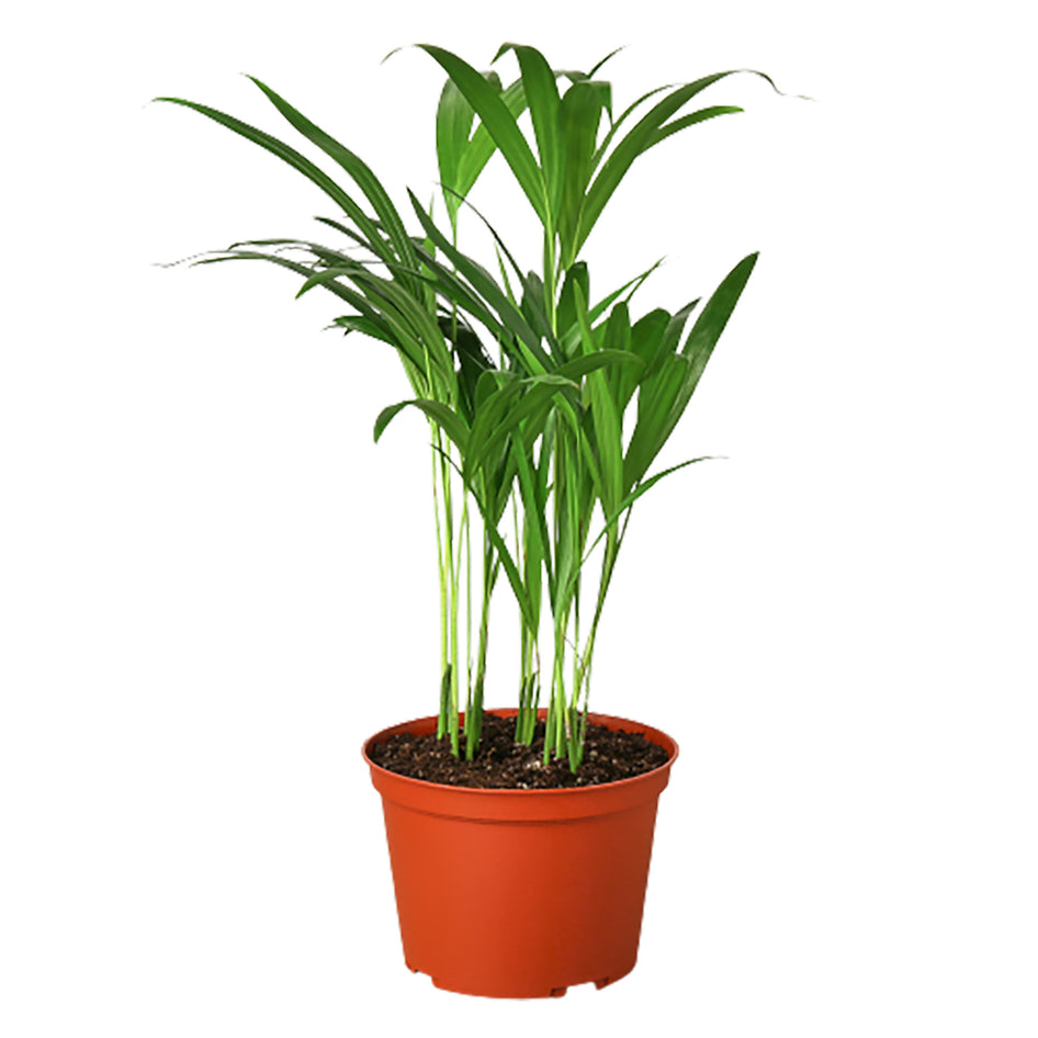 Palm Plant - Areca Green Memento