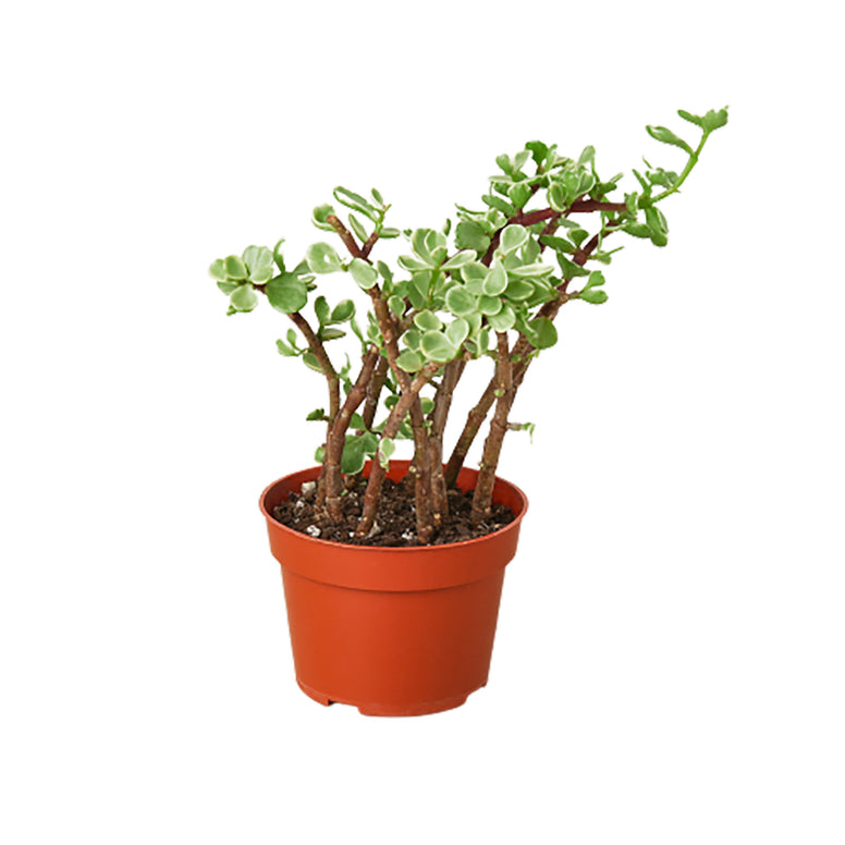 Succulent - Rainbow Bush Green Memento