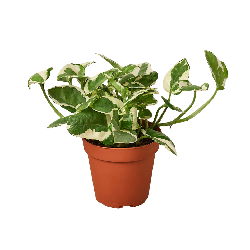 4" Ivy (Pothos) Plant Bundle + Plant Care Guide Green Memento