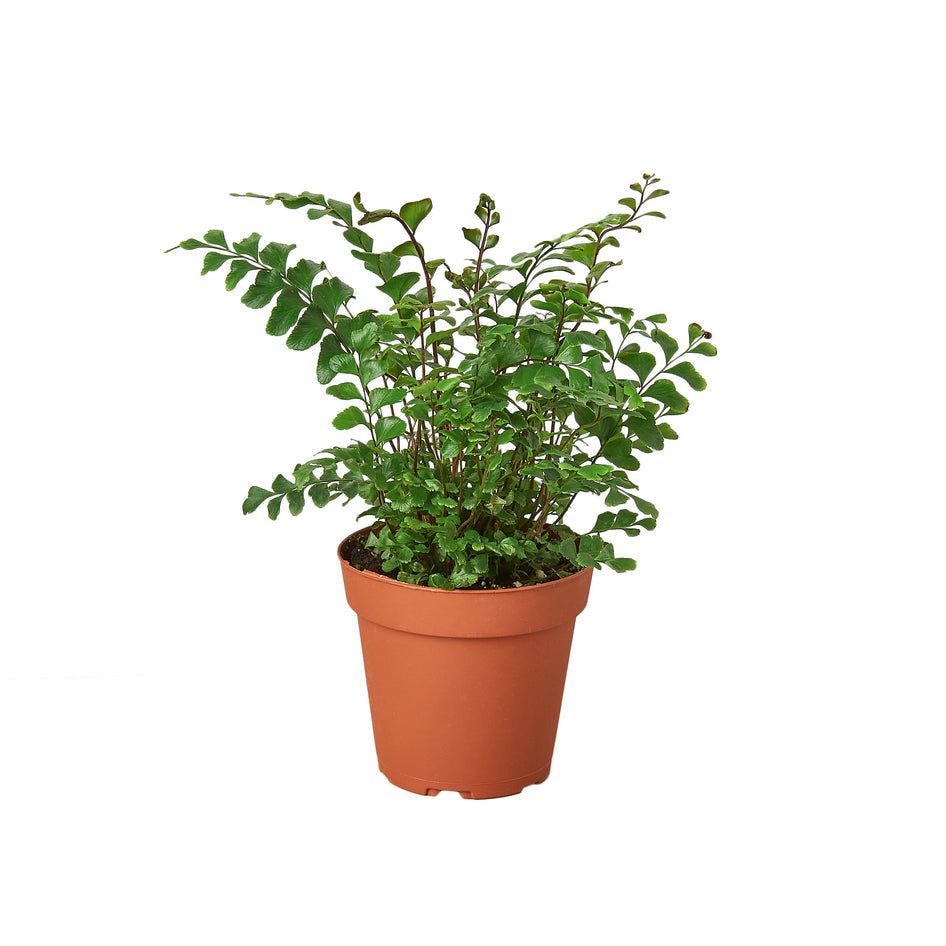 Fern Mahogany: Green Wood Leaf Brown Premium Decor Piece Green Memento