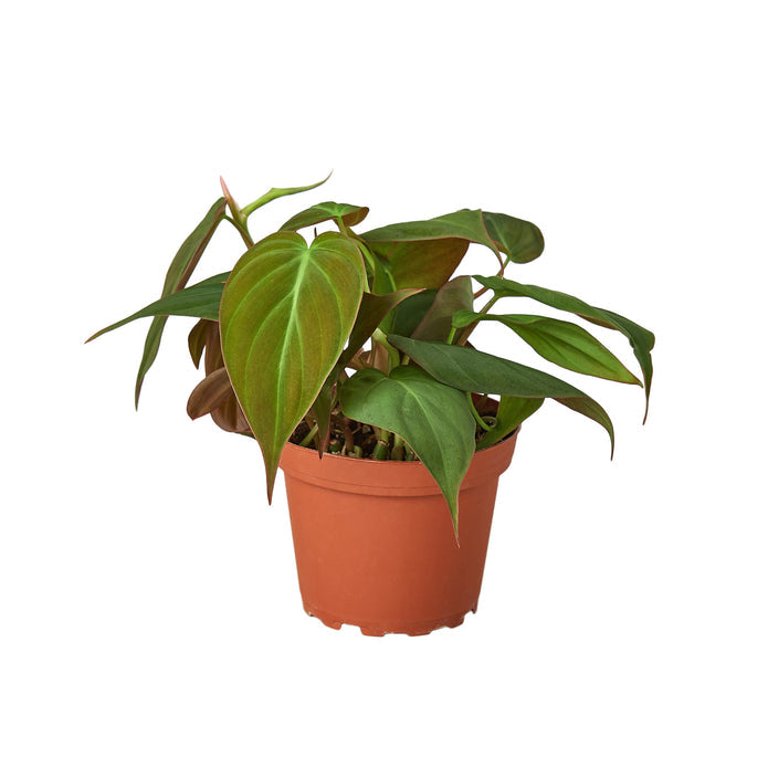 Philodendron - Velvet Green Memento