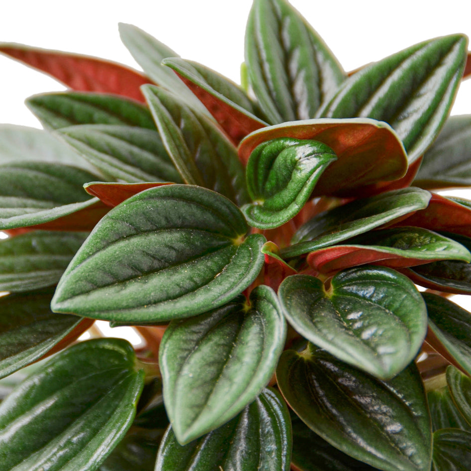 Peperomia - Rosso Green Memento