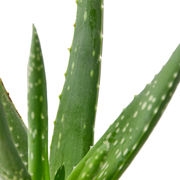 Succulent - True Aloe Green Memento