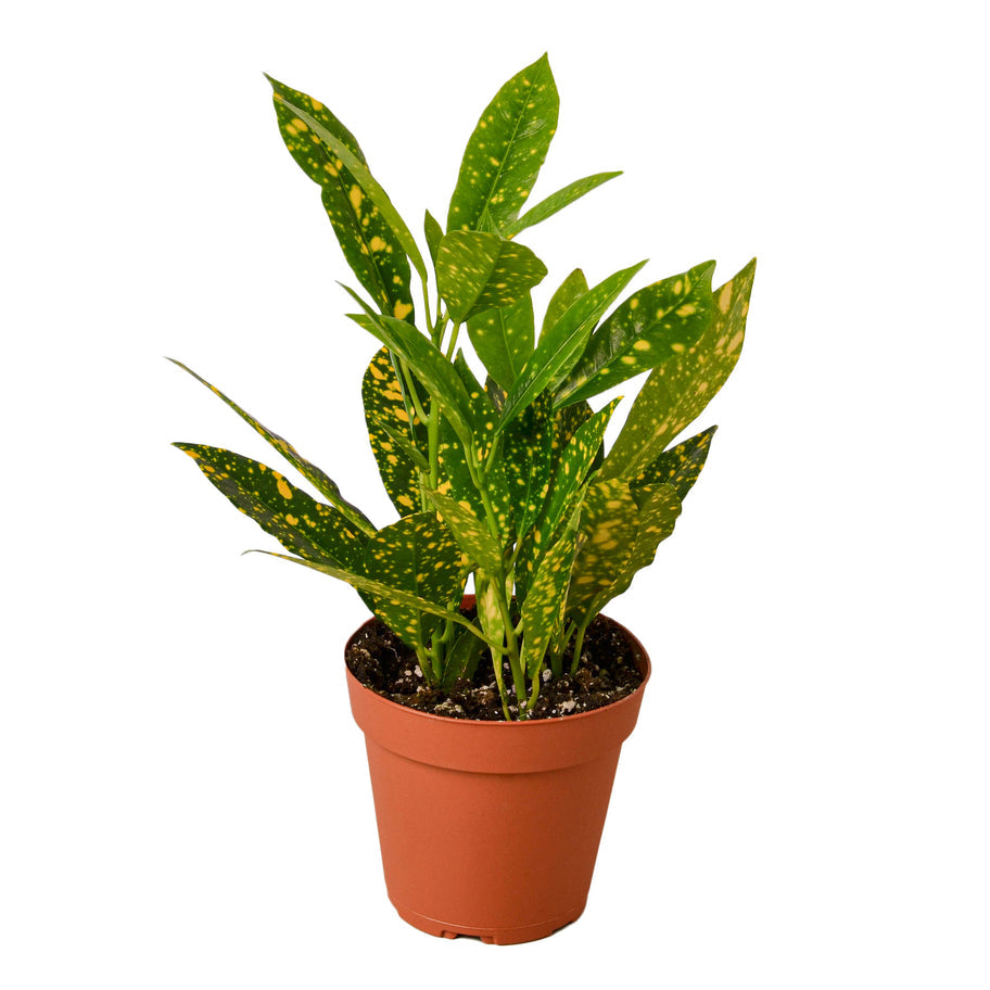 Croton - Gold Dust Green Memento