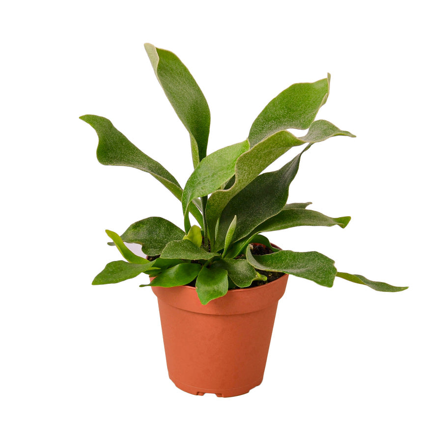 Fern - Staghorn Green Memento