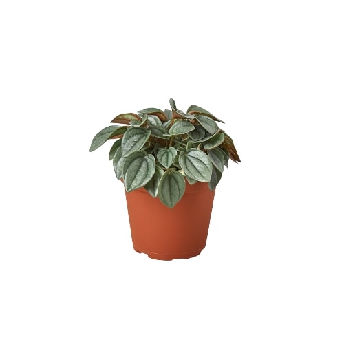 Peperomia Napoli Nights Houseplant - Elegant, Easy-Care Greenery for Your Home Green Memento