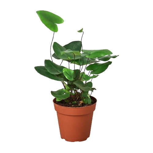 Heart Fern Elegance: The Perfect Love Fern for Your Home Green Memento
