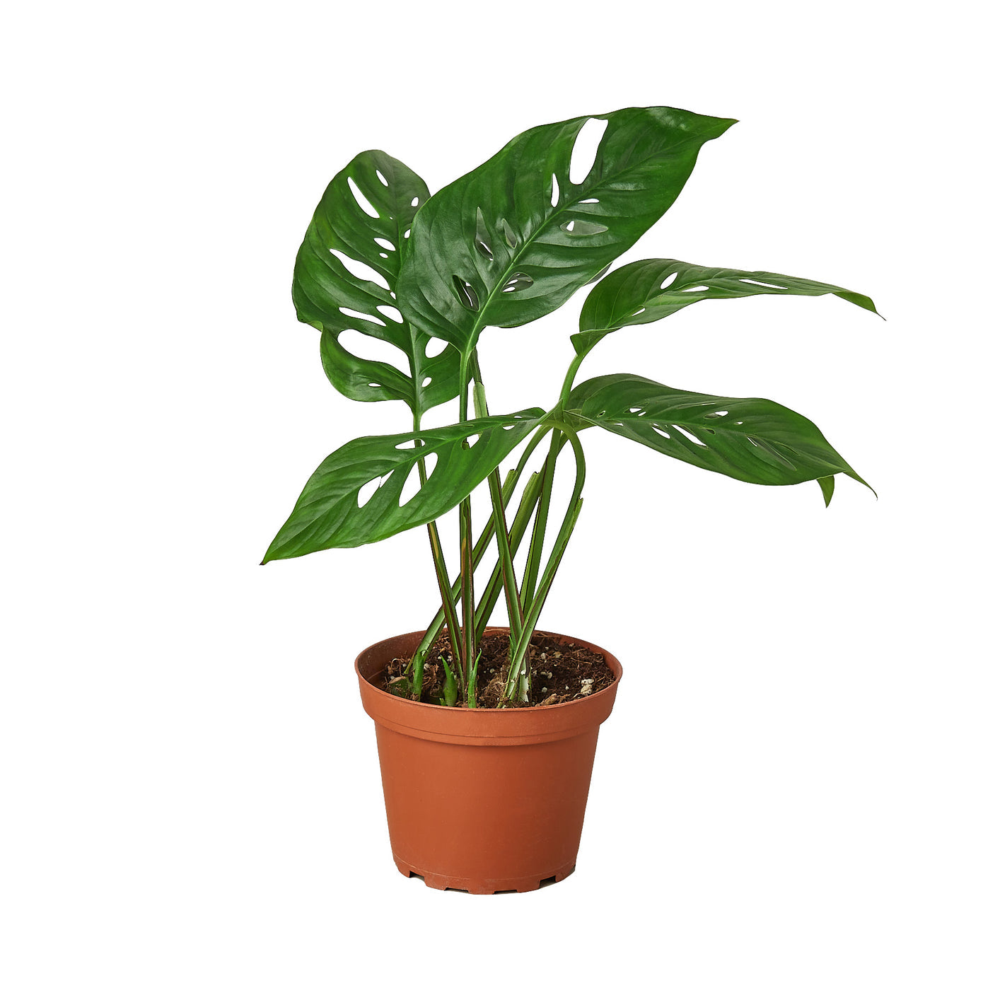 4" Monstera Plant Bundle (Copy) Green Memento