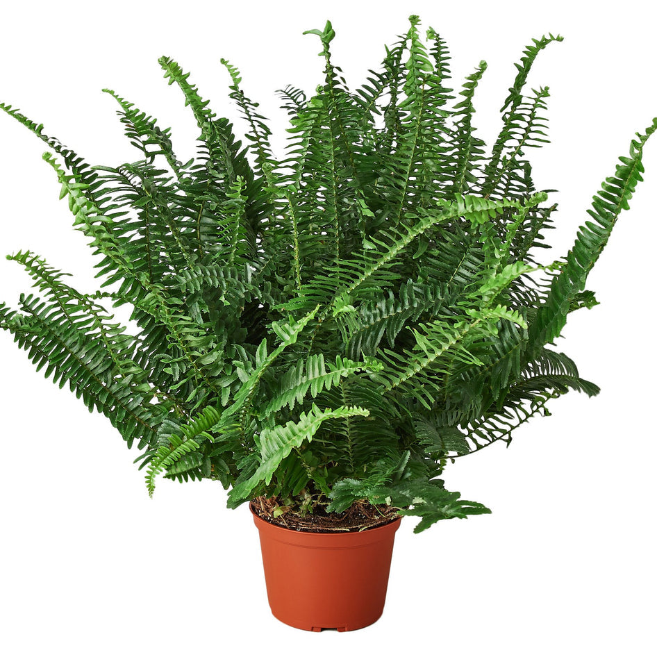 Fern - Jester's Crown Green Memento