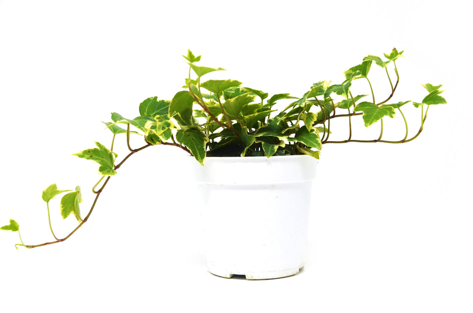 English Ivy - Eva + FREE Care Guide Green Memento