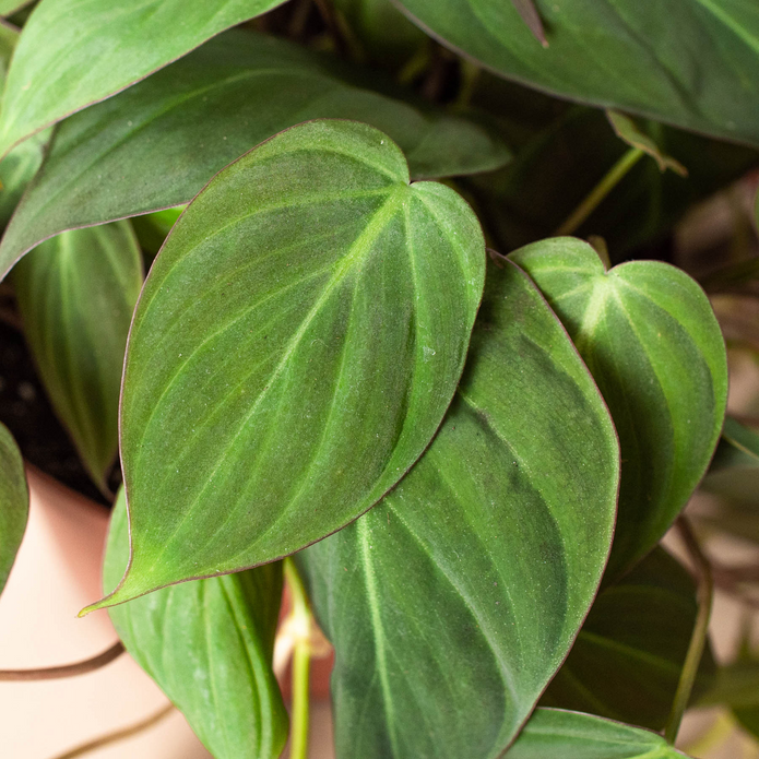 Philodendron - Velvet Green Memento