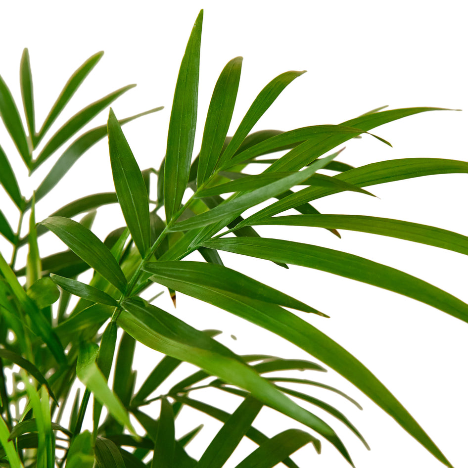 3" Tropical Plant Bundle Green Memento
