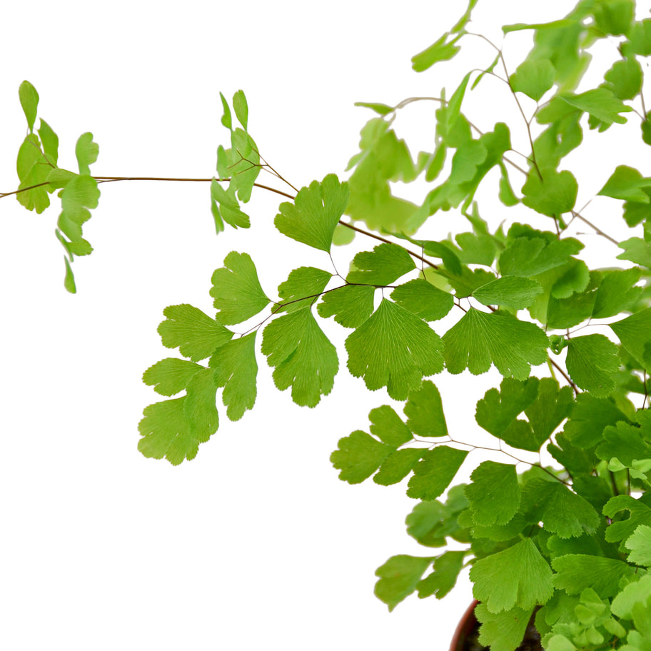 Fern - Maidenhair Green Memento