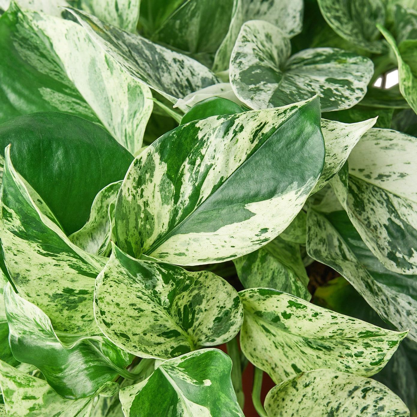 4" Ivy (Pothos) Plant Bundle + Plant Care Guide Green Memento