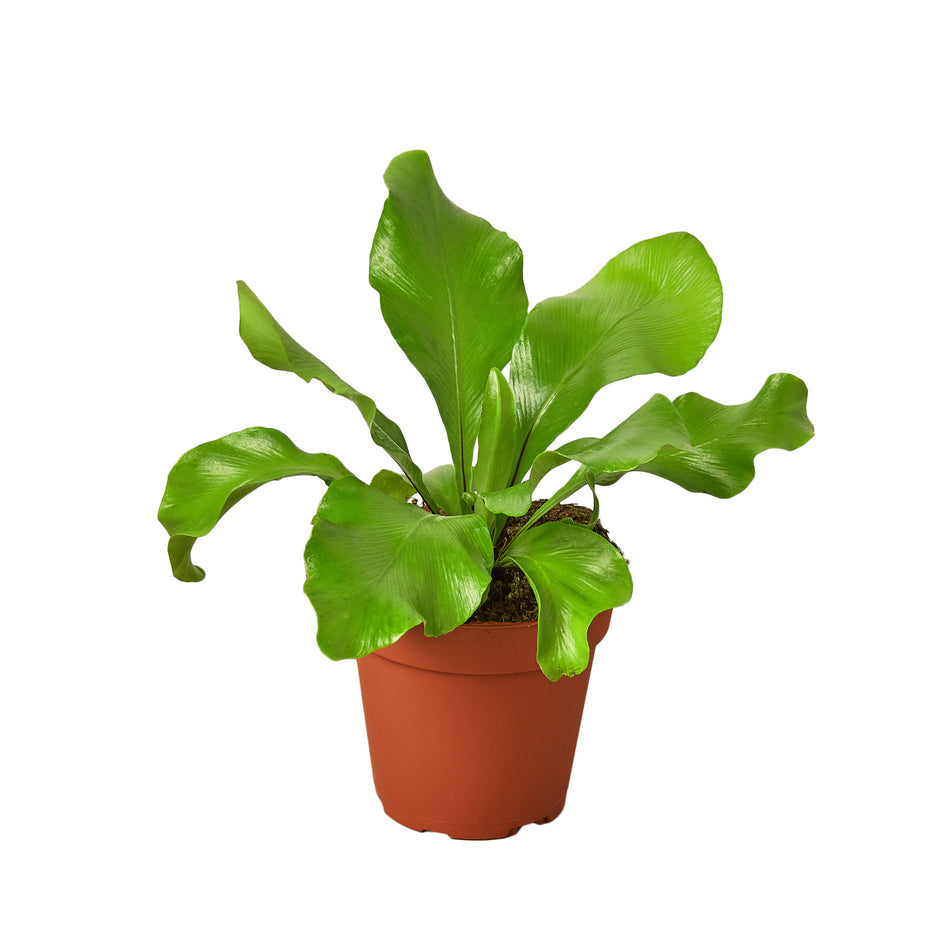 4" Pet Friendly Plant Bundle (Copy) Green Memento