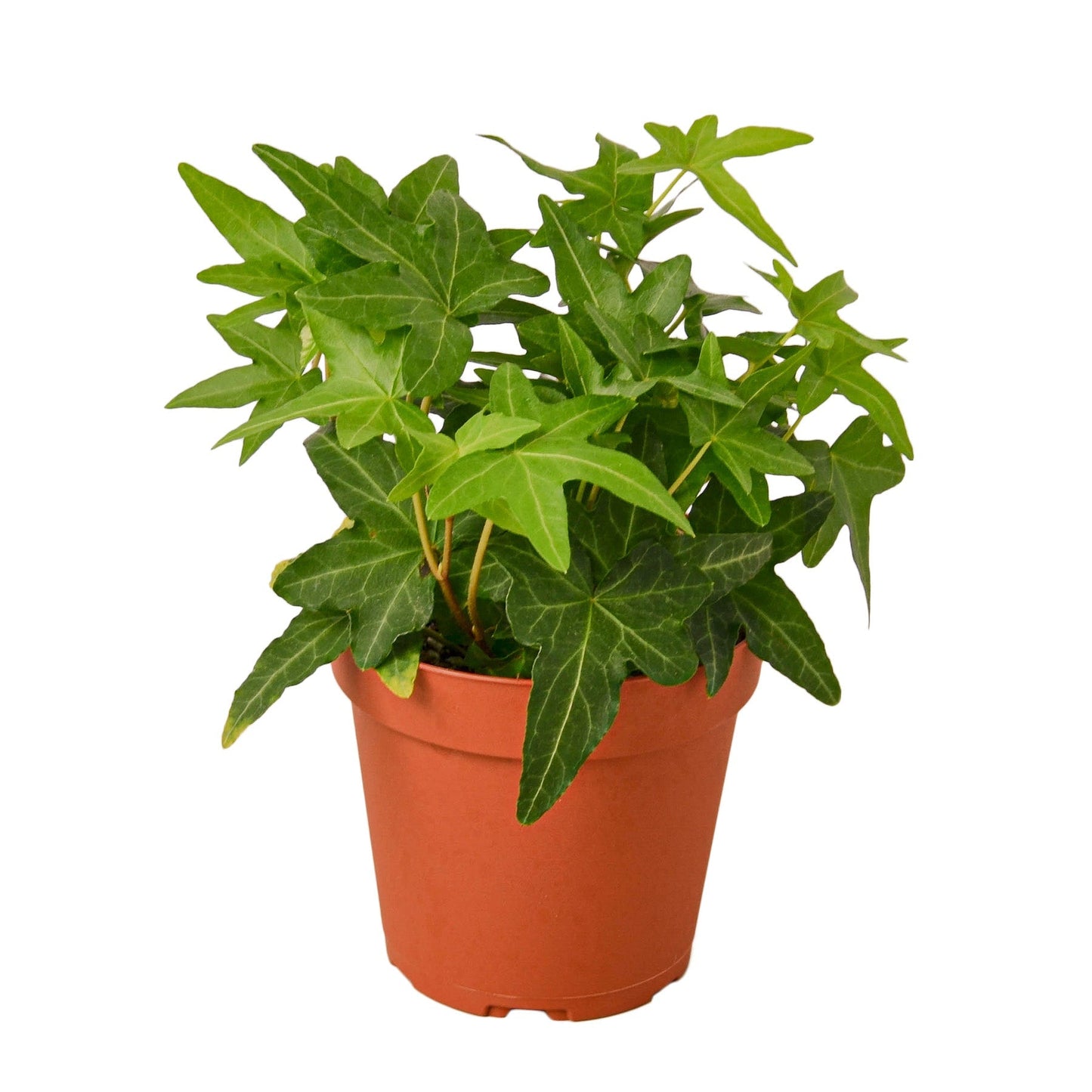 4" Ivy Duo - Set of 2 with FREE Caring Guide for Lush Greenery Green Memento