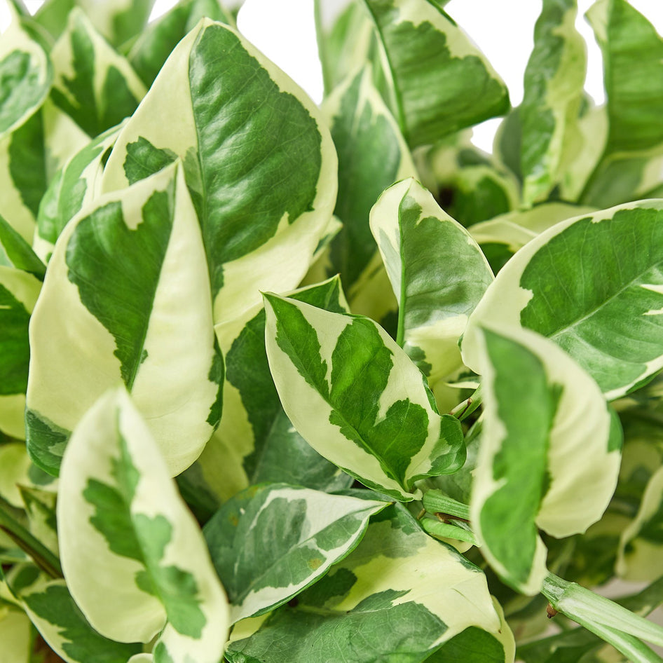 4" Ivy (Pothos) Plant Bundle + Plant Care Guide Green Memento