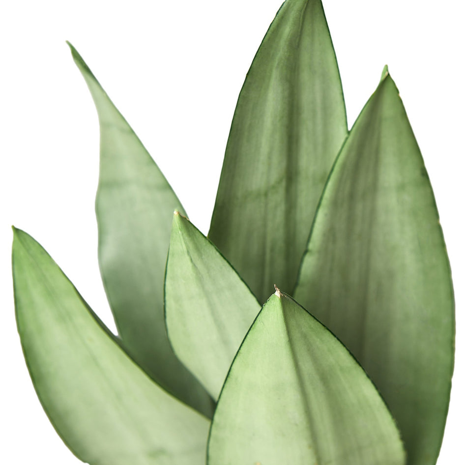 Snake Plant - Moonshine Green Memento