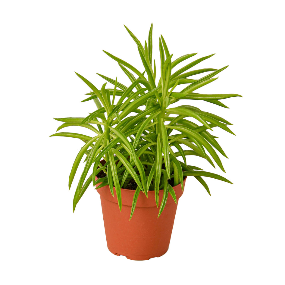 Peperomia - Green Bean Green Memento