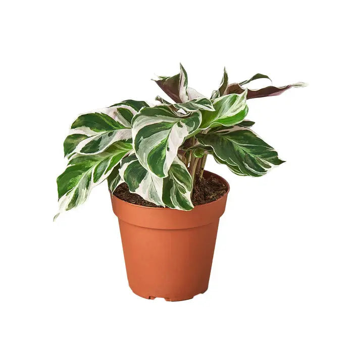 Calathea - Ivory Fusion: Striking White Blend for Elegant Indoor Decor Green Memento