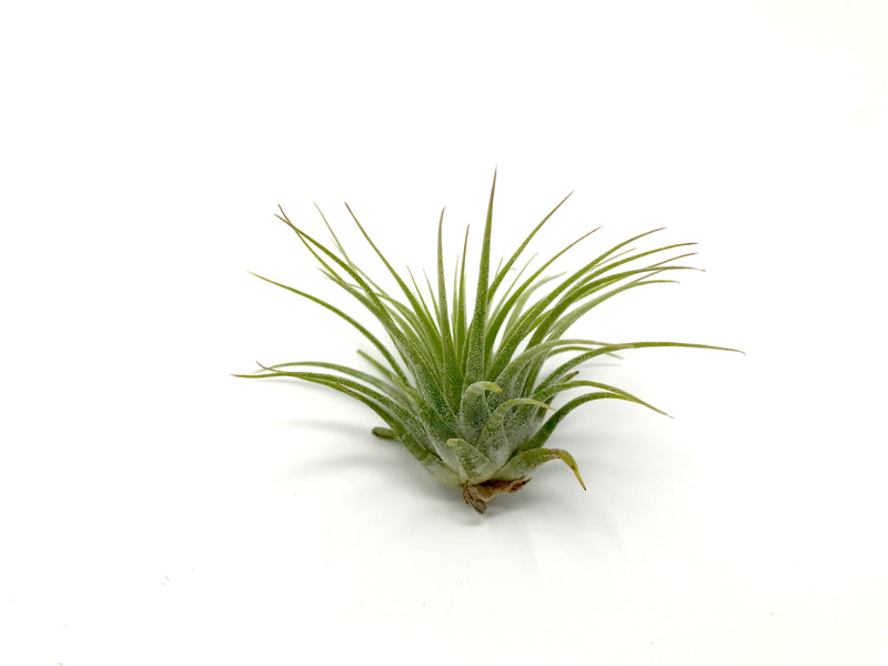 Hawaiian Spider Plant Green Memento