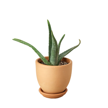 Aloe Vera True Aloe Plant - Medicinal Succulent for Health and Wellness Green Memento
